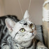 Friendly Cat Necklace