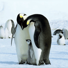  TEAR OF GLACIER 2-PENGUIN Earrings